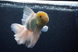 Thai Oranda  Panda 6.5 Inch (ID#218To6a-117)