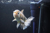 Thai Oranda  Bronze 5 Inch (ID#1004R12c-117) Free2Day SHIPPING