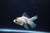 Baby Thai Oranda  Panda 3 Inch (ID#1213ToPTA-25) Free2Day SHIPPING