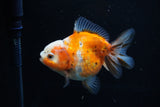 Yuan Bao Oranda  Calico 3.5 Inch (ID#1203To10b-71) Free2Day SHIPPING