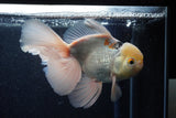 Thai Oranda  Panda 6.5 Inch (ID#218To6a-117)