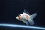 Baby Thai Oranda  Panda 3 Inch (ID#1213ToPTA-25) Free2Day SHIPPING