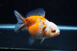 Yuan Bao Oranda  Calico 3.5 Inch (ID#1203To10b-71) Free2Day SHIPPING