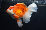 Thai Oranda  Red White 6 Inch (ID#228To7b-111)