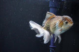 Thai Oranda  Bronze 5 Inch (ID#1004R12c-117) Free2Day SHIPPING