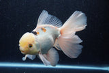 Thai Oranda  Panda 6.5 Inch (ID#218To6a-117)