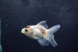 Baby Thai Oranda  Panda 3 Inch (ID#1213ToPTA-25) Free2Day SHIPPING