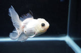 Baby Thai Oranda  Panda 3.5 Inch (ID#404TPTA-89) Free2Day SHIPPING