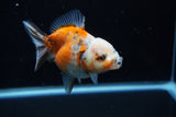 Yuan Bao Oranda  Calico 3.5 Inch (ID#1203To10b-71) Free2Day SHIPPING