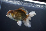 Thai Oranda  Bronze 5 Inch (ID#1004R12c-117) Free2Day SHIPPING