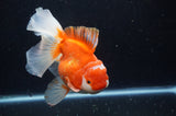 Thai Oranda  Red White 6 Inch (ID#228To7b-111)
