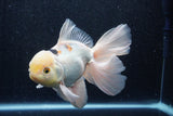 Thai Oranda  Panda 6.5 Inch (ID#218To6a-117)