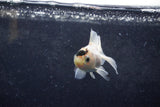 Baby Thai Oranda  Panda 3 Inch (ID#1213ToPTA-25) Free2Day SHIPPING