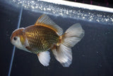 Thai Oranda  Bronze 5 Inch (ID#1004R12c-117) Free2Day SHIPPING