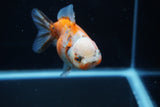 Yuan Bao Oranda  Calico 3.5 Inch (ID#1203To10b-71) Free2Day SHIPPING