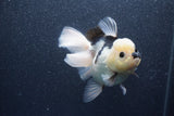 Thai Oranda  Panda 5 Inch (ID#1015To6c-109)