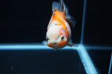 Yuan Bao Oranda  Calico 3.5 Inch (ID#1203To10b-71) Free2Day SHIPPING