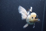 Thai Oranda  Panda 5 Inch (ID#1015To6c-109)