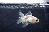 Baby Thai Oranda  Panda 3 Inch (ID#1213ToPTA-25) Free2Day SHIPPING