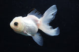 Baby Thai Oranda  Panda 3.5 Inch (ID#404TPTA-89) Free2Day SHIPPING