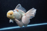 Thai Oranda  Panda 6.5 Inch (ID#218To6a-117)