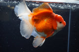 Thai Oranda  Red White 6 Inch (ID#228To7b-111)