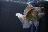 Thai Oranda  Bronze 5 Inch (ID#1004R12c-117) Free2Day SHIPPING