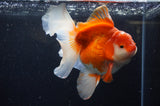 Thai Oranda  Red White 6 Inch (ID#228To7b-111)
