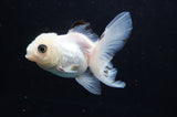 Baby Thai Oranda  Panda 3.5 Inch (ID#404TPTA-89) Free2Day SHIPPING