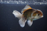 Thai Oranda  Bronze 5 Inch (ID#1004R12c-117) Free2Day SHIPPING