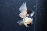 Thai Oranda  Panda 5 Inch (ID#1015To6c-109)