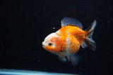 Yuan Bao Oranda  Calico 3.5 Inch (ID#1203To10b-71) Free2Day SHIPPING