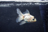 Baby Thai Oranda  Panda 3 Inch (ID#1213ToPTA-25) Free2Day SHIPPING