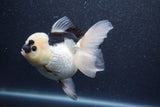 Thai Oranda  Panda 5 Inch (ID#1015To6c-109)