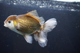 Thai Oranda  Bronze 5 Inch (ID#1004R12c-117) Free2Day SHIPPING