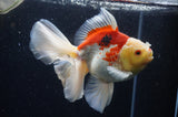 Thai Oranda  Red White 6 Inch (ID#228To7b-112)