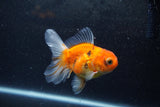 Baby Thai Oranda  Sakura 3.5 Inch (ID#1213ToPTA-26) Free2Day SHIPPING