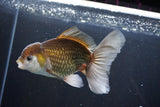 Thai Oranda  Bronze 5 Inch (ID#1004R12c-117) Free2Day SHIPPING