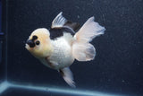 Thai Oranda  Panda 5 Inch (ID#1015To6c-109)