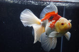 Thai Oranda  Red White 6 Inch (ID#228To7b-112)