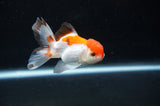Baby Thai Oranda  Tricolor 3 Inch (ID#404TPTA-90) Free2Day SHIPPING