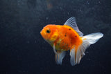 Baby Thai Oranda  Sakura 3.5 Inch (ID#1213ToPTA-26) Free2Day SHIPPING