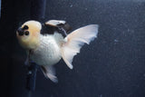 Thai Oranda  Panda 5 Inch (ID#1015To6c-109)