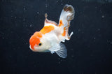Baby Thai Oranda  Tricolor 3 Inch (ID#404TPTA-90) Free2Day SHIPPING