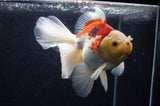 Thai Oranda  Red White 6 Inch (ID#228To7b-112)