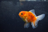 Baby Thai Oranda  Sakura 3.5 Inch (ID#1213ToPTA-26) Free2Day SHIPPING