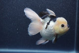 Thai Oranda  Panda 5 Inch (ID#1015To6c-109)