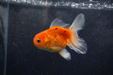 Baby Thai Oranda  Sakura 3.5 Inch (ID#1213ToPTA-26) Free2Day SHIPPING