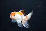 Baby Thai Oranda  Tricolor 3 Inch (ID#404TPTA-90) Free2Day SHIPPING