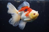 Thai Oranda  Red White 6 Inch (ID#228To7b-112)